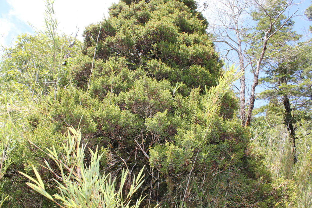 Pilgerodendron uviferum
