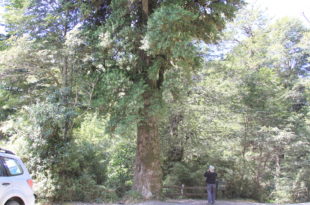 Dasyphyllum diacanthoides
