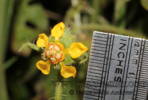 Loasa mollensis