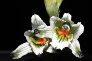 Chloraea bletioides Lindl