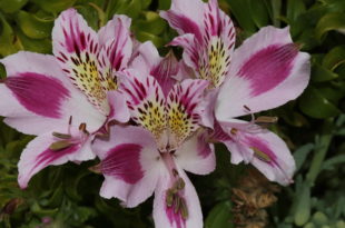 Alstroemeria pelegrina L